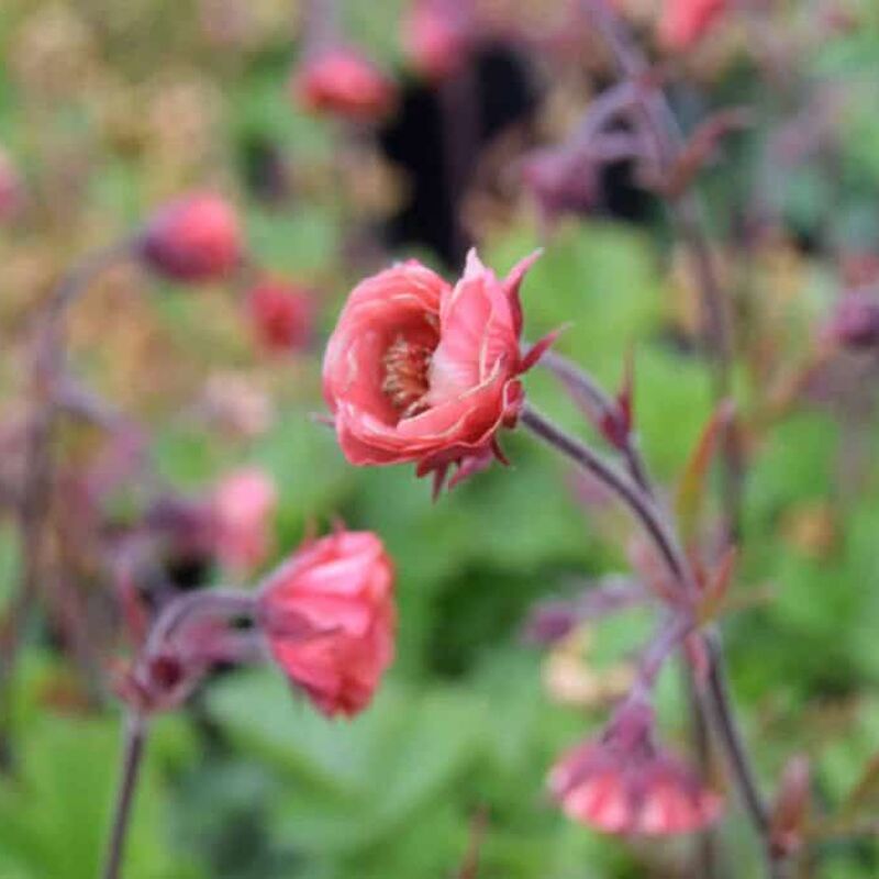 Geum 'Flames of Passion' ® ---